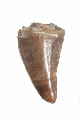 Nice Theropod Tooth - Aguja Formation, Texas #43011